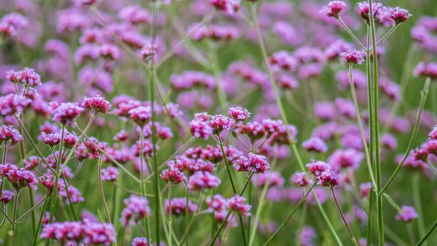Verbina Verbena sfaturi utile