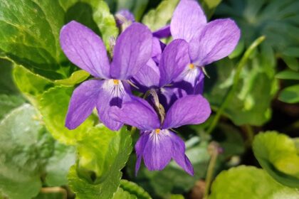 Viorelele Viola odorata sfaturi utile