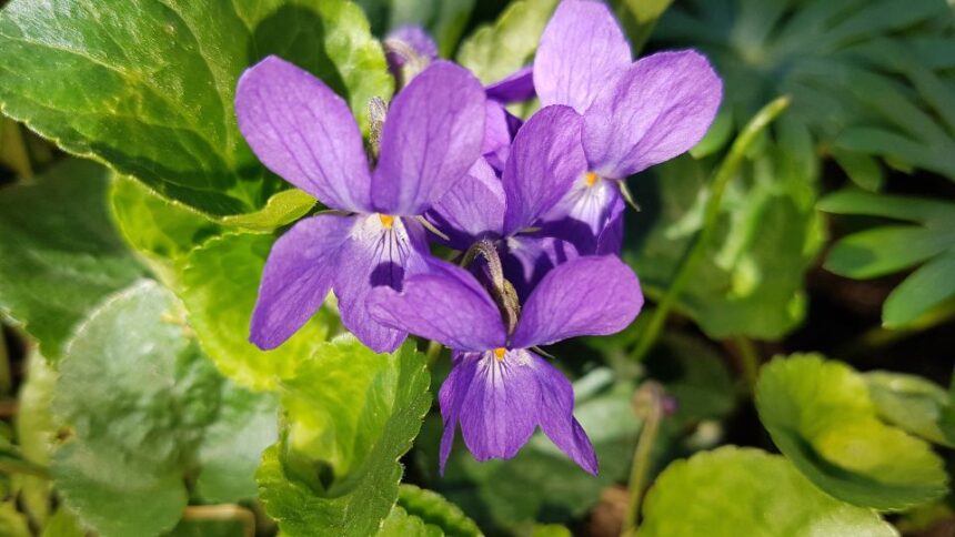 Viorelele Viola odorata sfaturi utile