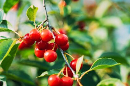 Visina Prunus cerasus sfaturi utile