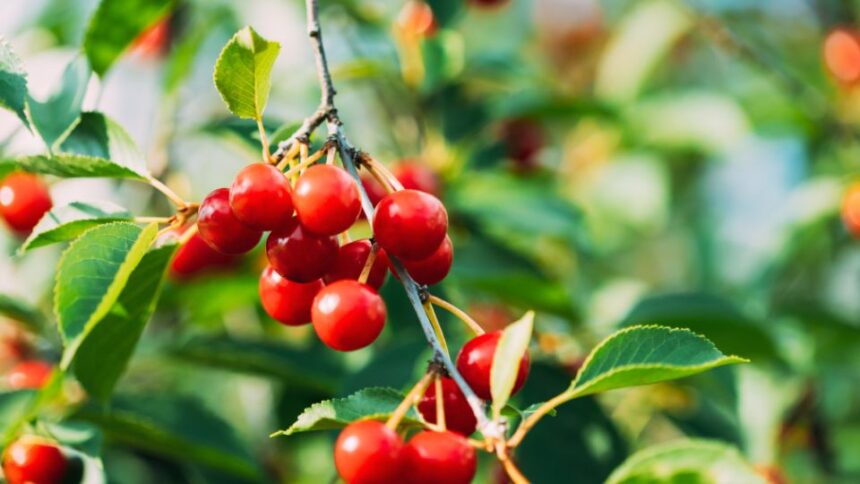 Visina Prunus cerasus sfaturi utile