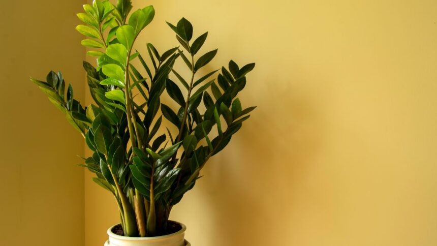 Zamioculcas Zamioculcas zamiifolia sfaturi utile