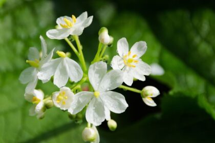 floare schelet Diphylleia grayi sfaturi utile