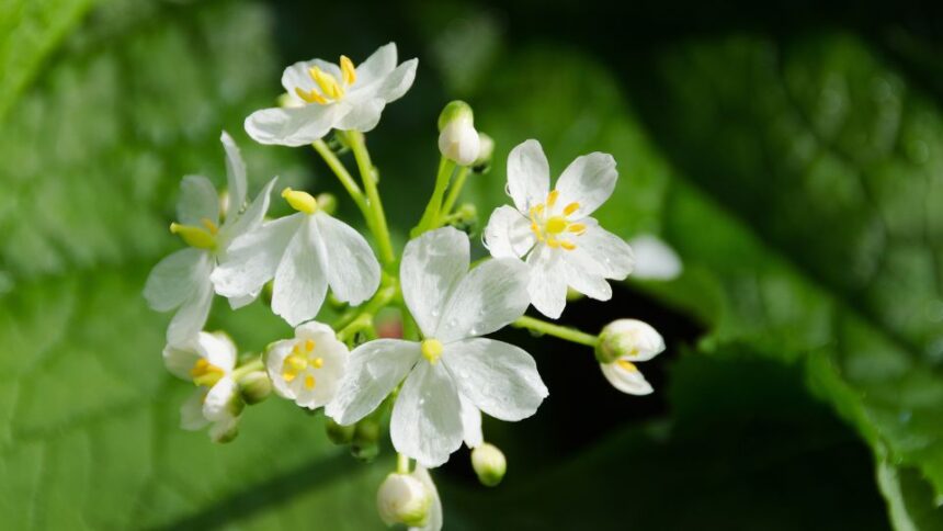 floare schelet Diphylleia grayi sfaturi utile