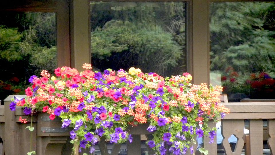 Flori de balcon