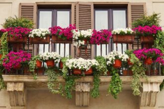 flori de balcon 2 sfaturi utile