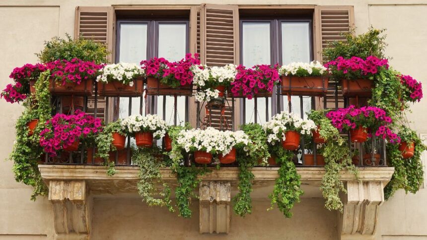 flori de balcon 2 sfaturi utile