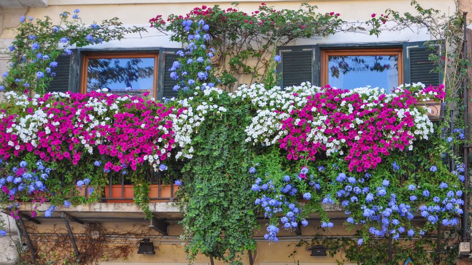 Flori de balcon