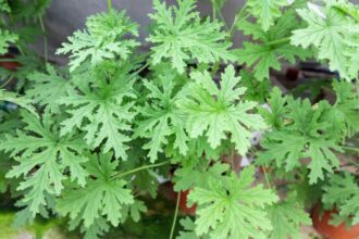 15 plante respingatoare de tantari impotriva tantarilor sfaturi utile