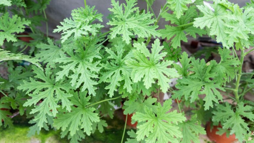 15 plante respingatoare de tantari impotriva tantarilor sfaturi utile