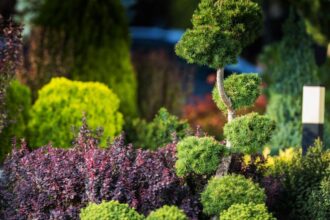 Arborii Ornamentali Ideali pentru Gradini Mici sfaturi utile