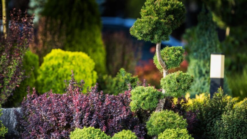 Arborii Ornamentali Ideali pentru Gradini Mici sfaturi utile