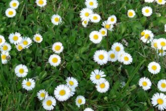 Banutei Bellis perennis sfaturi utile