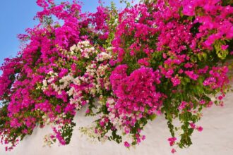Bougainvillea Bougainvillea sfaturi utile