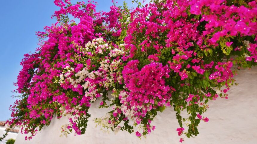 Bougainvillea Bougainvillea sfaturi utile