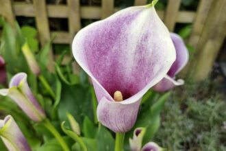 Cala Zantedeschia sfaturi utile