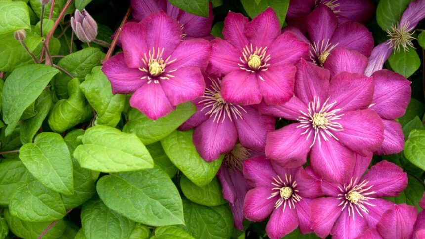 Clematita Clematis sfaturi utile