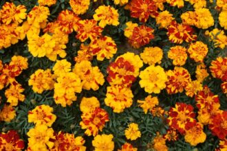 Craite Tagetes sfaturi utile