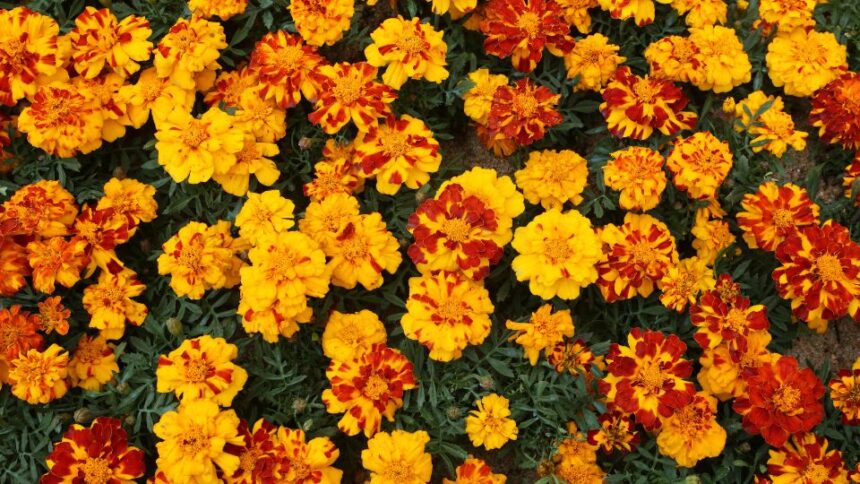 Craite Tagetes sfaturi utile