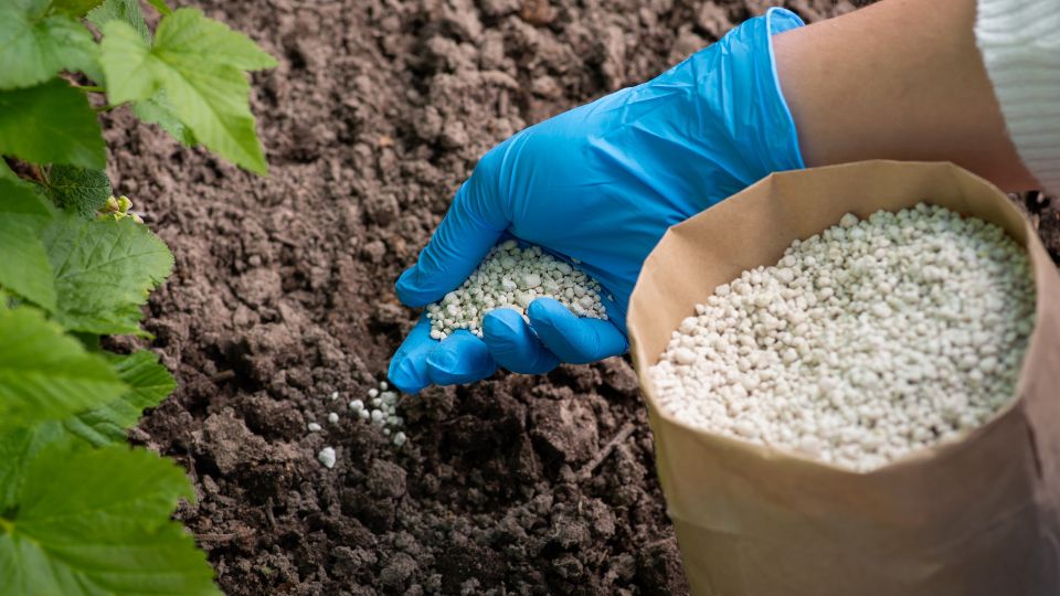 Fertilizarea gardului viu sfaturi utile