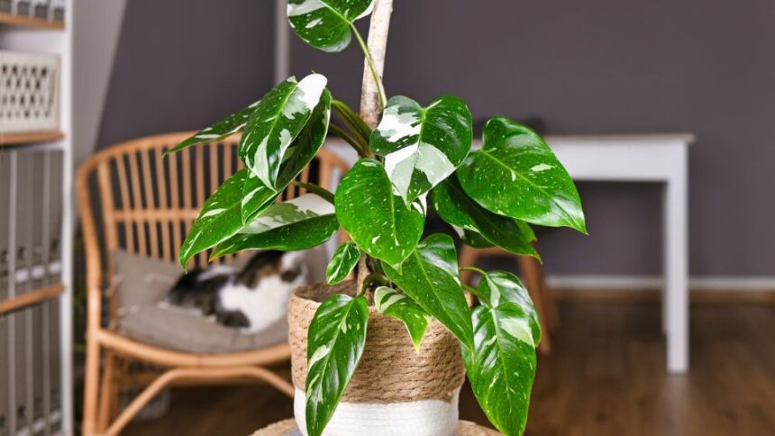 Filodendron Philodendron sfaturi utile