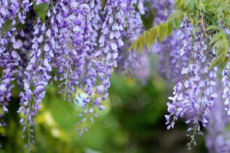 Glicina Wisteria sfaturi utile