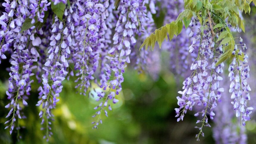 Glicina Wisteria sfaturi utile