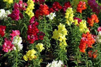 Gura leului Antirrhinum sfaturi utile