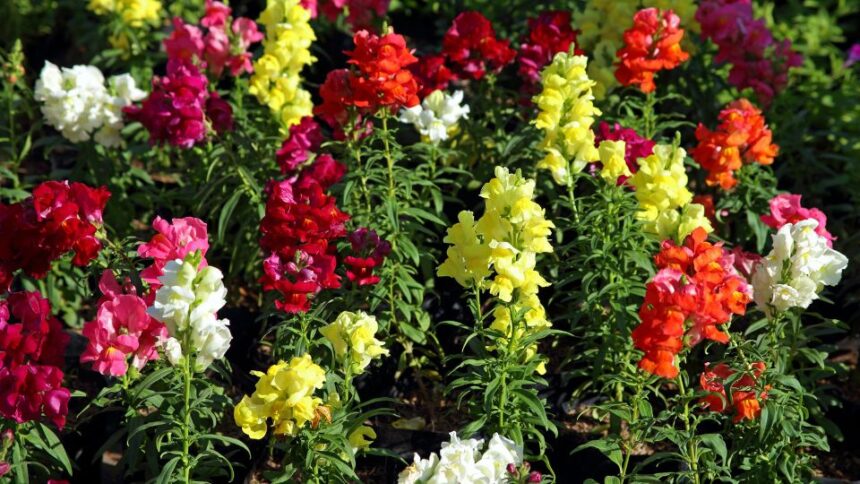 Gura leului Antirrhinum sfaturi utile
