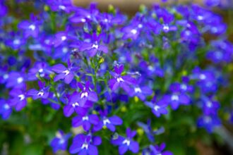 Lobelia Lobelia sfaturi utile