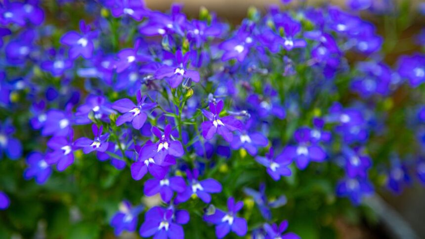 Lobelia Lobelia sfaturi utile
