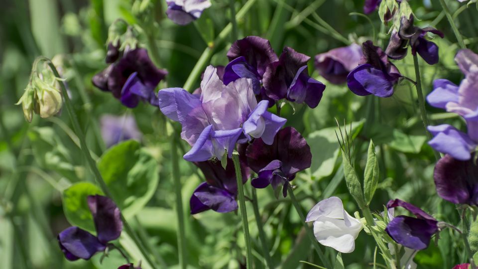 Mazăre de miros (Lathyrus)