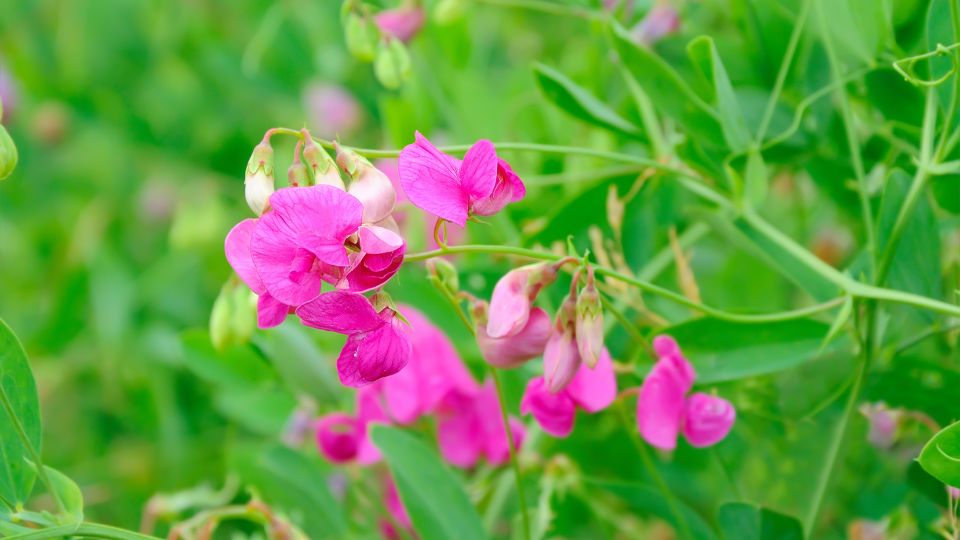 Mazăre de miros (Lathyrus)
