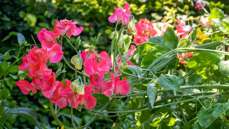 Mazăre de miros (Lathyrus)