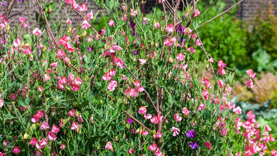 Mazăre de miros (Lathyrus)
