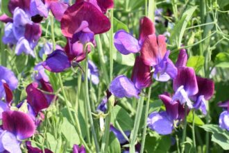 Mazare de miros Lathyrus 5 sfaturi utile
