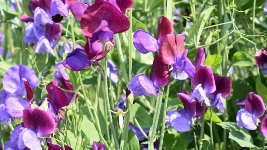 Mazare de miros Lathyrus 5 sfaturi utile