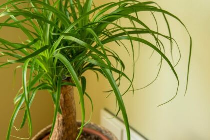 Nolina Beaucarnea recurvata sfaturi utile