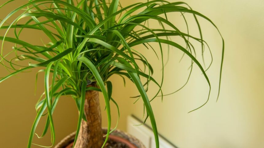 Nolina Beaucarnea recurvata sfaturi utile