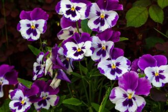Pansea Viola wittrockiana sfaturi utile