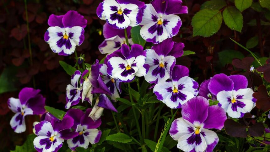 Pansea Viola wittrockiana sfaturi utile