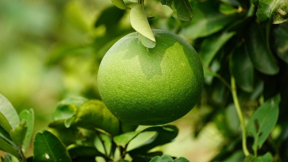 Pomelo 2 sfaturi utile