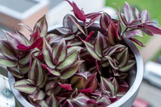 Tradescantia Tradescantia zebrina sfaturi utile