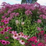 10 flori perene cu flori roz sfaturi utile