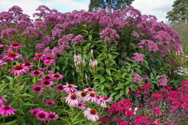 10 flori perene cu flori roz sfaturi utile