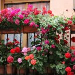 10 plante rezistente la caldura pentru balcoane sfaturi utile