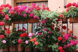 10 plante rezistente la caldura pentru balcoane sfaturi utile