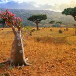 Adenium obesum 1 sfaturi utile