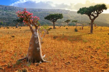 Adenium obesum 1 sfaturi utile
