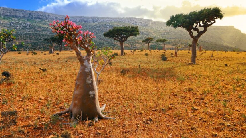 Adenium obesum 1 sfaturi utile